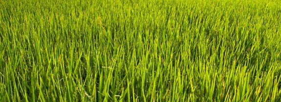 Agriculture Ecosystem