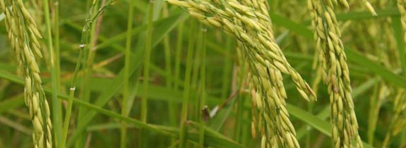 Agriculture Ecosystem