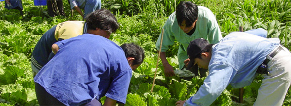 Agriculture Ecosystem