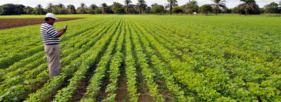 Agriculture Ecosystem