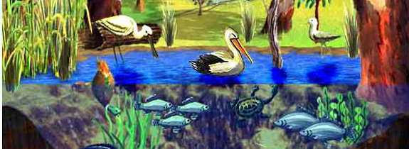 Wetland Ecosystem